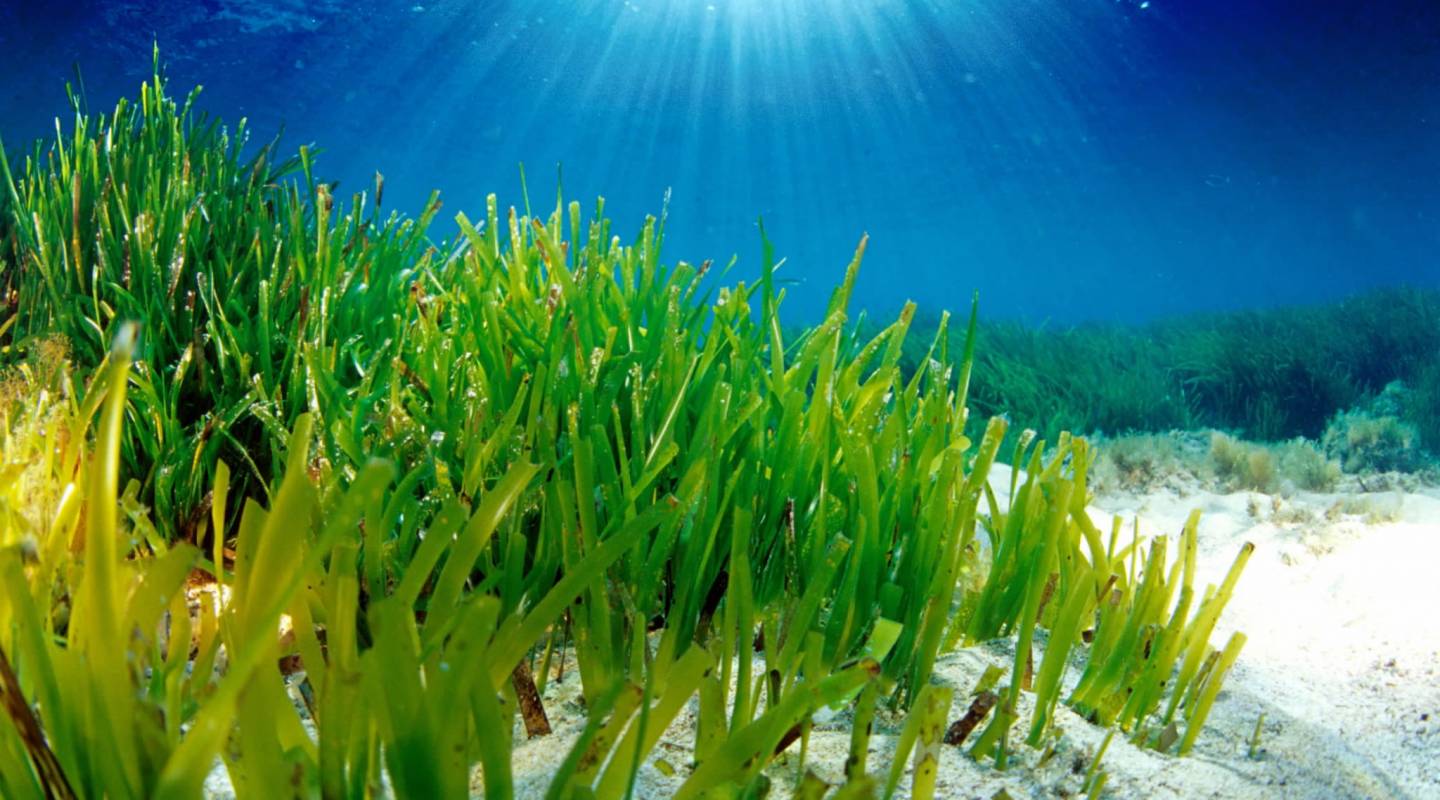 Carbon Offset Helicopter Yacht Charter Mallorca