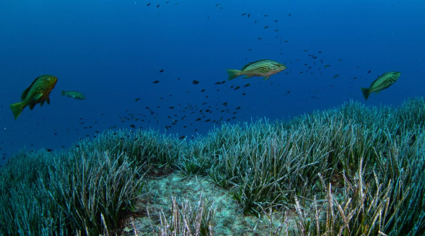 Yacht Charter carbon offset Majorca